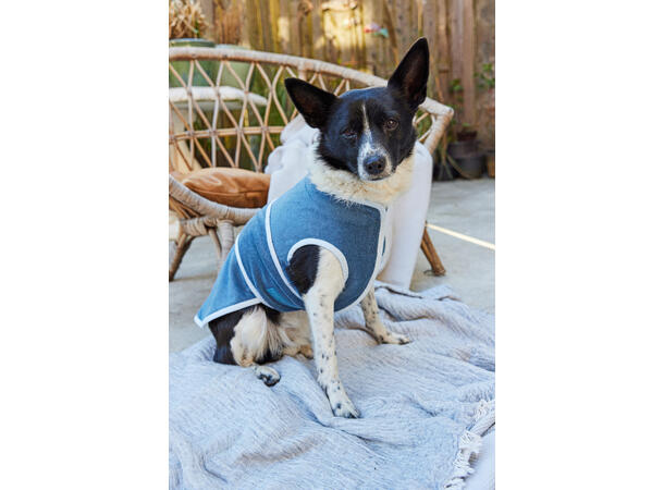 Burda 5702 - Tilbehør til hund.